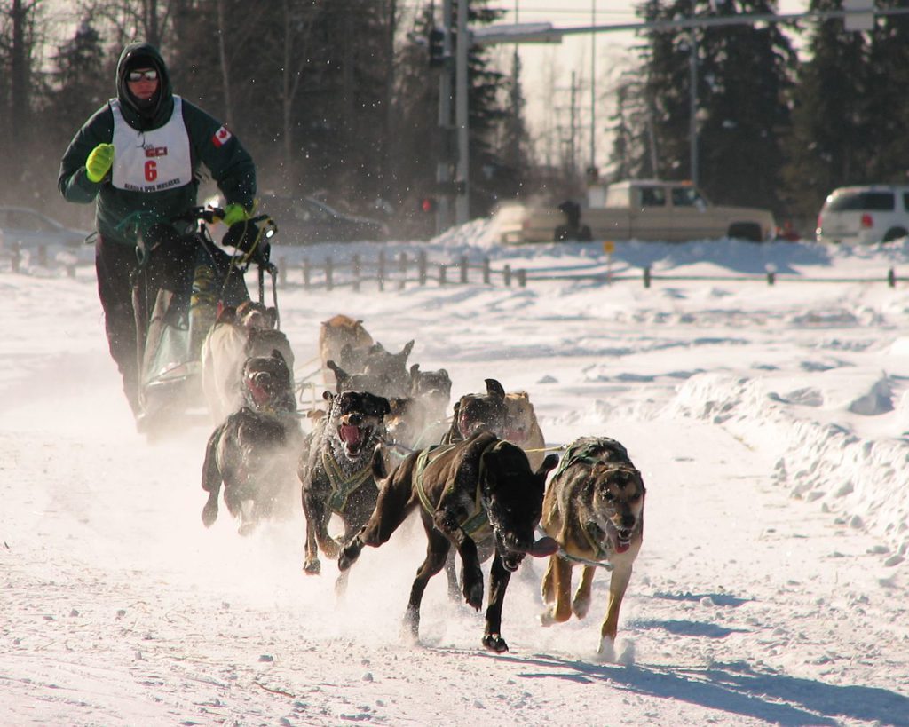 iditarod-dog-sled-race
