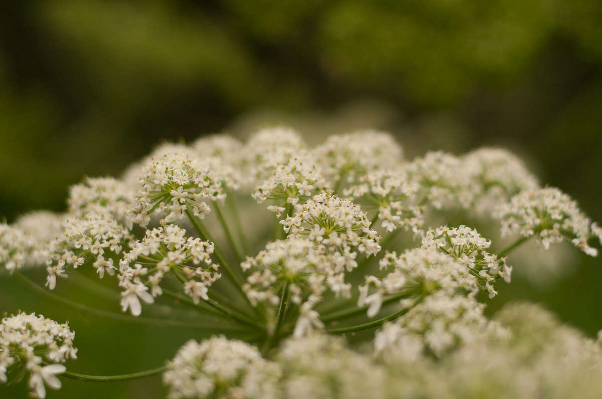 Cow Parsnip Burn: Alaska's Poisonous Plants - Things To Do In Alaska