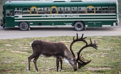 denali-national-park-bus-tour