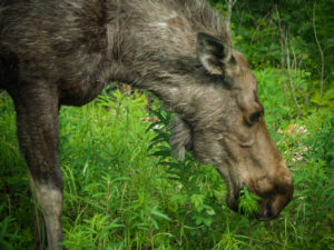 moose on turnagain arm potters marsh