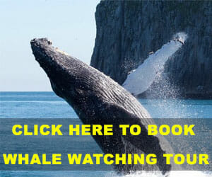 alaska-whale-watching-tour